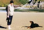 Megan training Baggs on Three Cliffs Beach, Gower, Wales Megan training the Gordon Setter Baggs