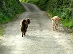 Twiglet and Aesop in Ireland