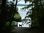 Twiglet standing at the end of a lane by a lake