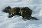 Twiglet rolling in the snow,